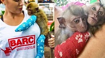 Orphaned Monkey Adopted by Humans || The Process of Adopting and Caring ...