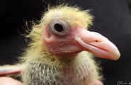À quoi ressemble un bébé pigeon ? Photos et Explications