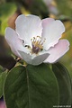 Blüte des Quittenbaums - Euregio im Bild