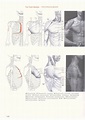 Eliot Goldfinger - Human Anatomy for Artists | Human anatomy for ...