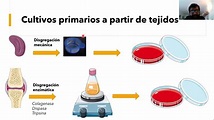 Clase MEDICI: Cultivo celular básico (Dr. Pablo Romero) - YouTube