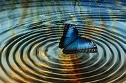 ¿Qué es el Efecto Mariposa y cuál es su relación con la Teoría del Caos ...