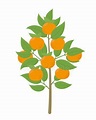 Árbol de mandarín. Ilustración vectorial. Planta de mandarina naranja ...