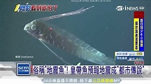 數度在強震前現身！日本又見「地震魚」 民憂：強震前兆 | 國際 | 三立新聞網 SETN.COM