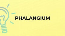 What is the meaning of the word PHALANGIUM? - YouTube