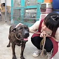 比特犬斑斑開放認養 主人過三關才能抱得狗兒歸 | 中華日報|中華新聞雲