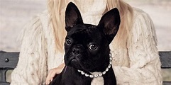 Lady Gaga's Dog Asia Stars In The New Coach Campaign | HuffPost UK