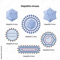 Hepatitis viruses of liver. Structure of hepatitis A, B, C, D, E ...