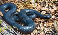 Black snake | Nonvenomous, Nocturnal, North America | Britannica