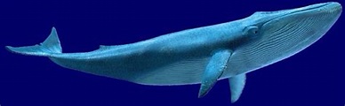 Image - Whale Finding Nemo (Full Body View).JPG | Disney Wiki | FANDOM ...