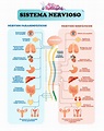 EL SISTEMA NERVIOSO ® Esquemas, partes y función para niños