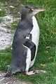 Antípodas del pingüino, pingüino amarillo Eyed Reserva de Conservación ...