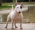 Bull Terrier Miniatura: Un perro originario de Gran Bretaña - Criadero ...