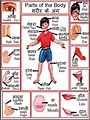 chart of internal body parts