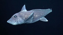 Ghost Shark Species Captured on Camera for the First Time | Shark Week ...