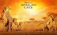 African Cats: Kingdom of Courage fonds d'écran #3 - 1680x1050 Fond d ...