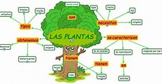 Mapa Conceptual De Las Plantas - Geno