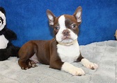 Boston Terrier Puppies For Sale - Long Island Puppies