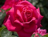 Miss All-American Beauty - Star® Roses and Plants