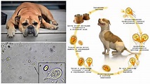 Giardia in dogs - symptoms and treatment
