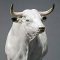 White Park Bull: Ltd Edition Bronze Bull Sculpture - Nick Bibby Animal ...
