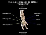 Osteología del miembro torácico Anatomy, Education, Veterinary Medicine ...