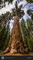 The General Sherman Tree, the world's largest living tree, Sequoia ...