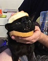 So People Are Making Cat Sandwiches Now… - Smile and Happy