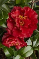 Bob Hope Camellia, Camellia japonica 'Bob Hope', Monrovia Plant