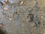 Animal Tracks You Can Identify in Your Yard