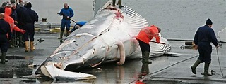 A pesar de que el mundo dice que no: Japón reinicia la caza de ballenas ...