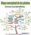 Mapa conceptual de las plantas - Cuentos en español, Materiales ...