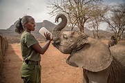 El gesto tierno de los Samburu por rescatar elefantes que antes temían ...