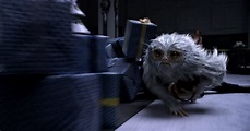 Fantastic Beasts: Creatures from the New Trailer Explained | Collider