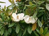 File:Magnolia grandiflora9.jpg - Wikimedia Commons