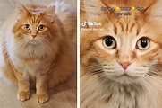 Wally the "floof wizard" cat gives serious sass and side eye on TikTok