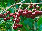 How to grow and care for cherries | lovethegarden