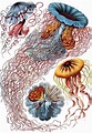 Ernst Haeckel und seine Botanischen Illustrationen - Beispiele + Werke