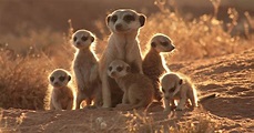 HOY CINE (y mañana también): La familia suricata (The Meerkats)