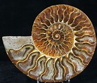 3.95" Agatized Ammonite Fossil (Half) (#32465) For Sale - FossilEra.com