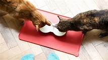 Alimentar a un gato senior | Purina®