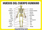 Anatomia del cuerpo humano y huesos - ABC Fichas