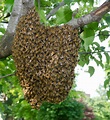 Bienenschwarm – Bee-Info – Bieneninfo