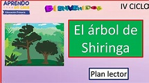 EL ARBOL DE LA SHIRINGA PLAN LECTOR IV CICLO - YouTube