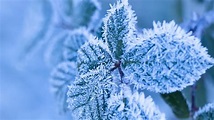 How frost forms and the different types | wcnc.com