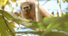 Mono Tocón: la especie única en Perú en peligro de extinción Perú | Correo