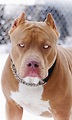 Photo Cães Pit Bull, Pit Bull Love, Staff Terrier, - Imágenes De Un ...