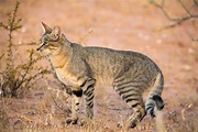 African Wildcat #3 | African Wildcat Felis silvestris cafra … | Flickr