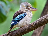 Blue-winged Kookaburra - eBird