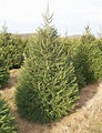 Norway Spruce | Circle City Trees